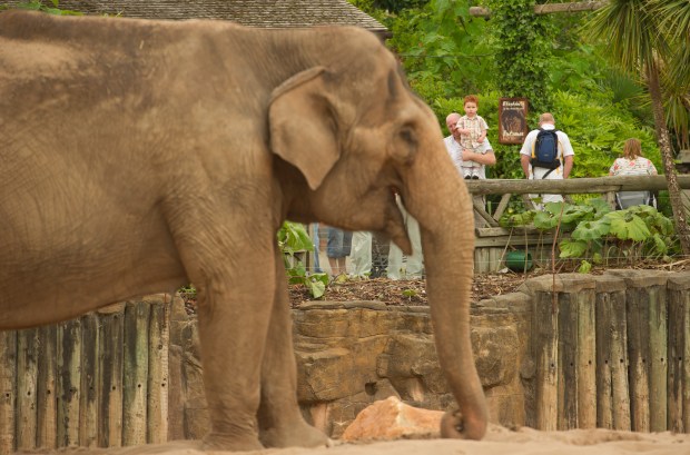 One of the elephants at Chester Zoo Photo courtesy of Chester Zoo